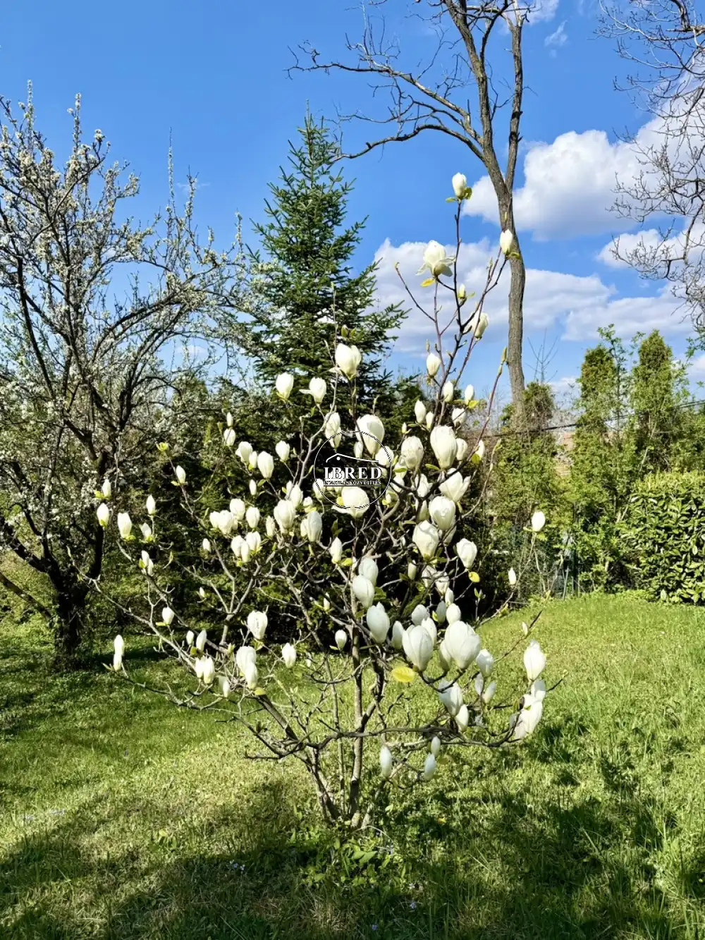 Budapest, XII. kerület - Budakeszierdő